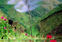 Guatemala destruye plantaciones de amapola de más de 50 millones de dólares