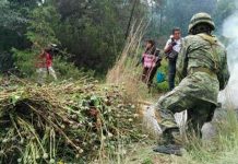 Ejército de México destruye inédito sembradío de amapola en Tlaxcala