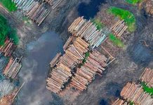 amazonia brasileña, medio ambiente, deforestacion, cambio climatico,