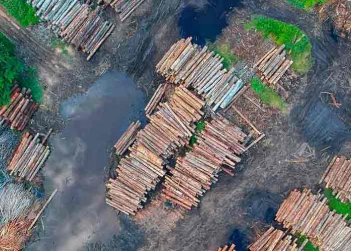 amazonia brasileña, medio ambiente, deforestacion, cambio climatico,