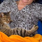 españa, gatos , sociedad,