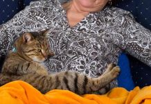 España: hallan cadáver de mujer que murió sola junto a sus cinco gatos españa, gatos , sociedad,