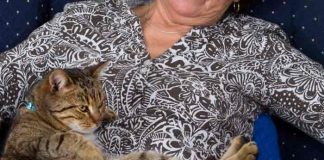españa, gatos , sociedad,