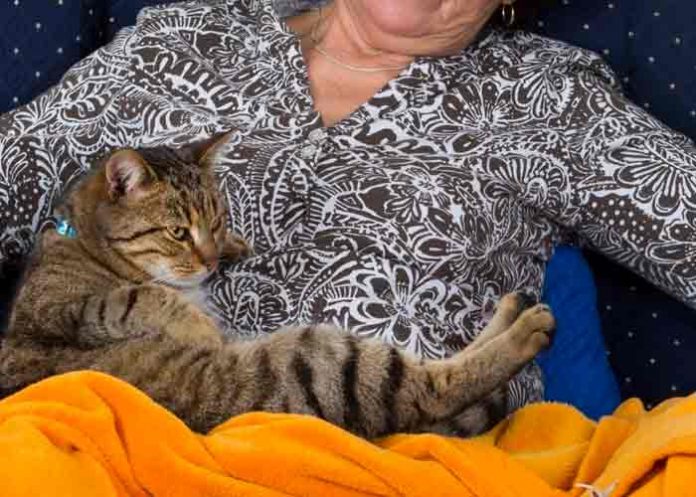 españa, gatos , sociedad,