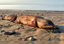 Monstruosa criatura aparece tras el paso del huracán Harvey y nadie sabe qué es