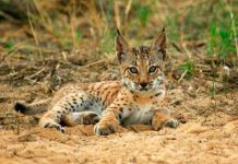 Lince ibérico: supera el millar de ejemplares por primera vez en 20 años Lince ibérico, millar de ejemplares,primera vez, 20 años,