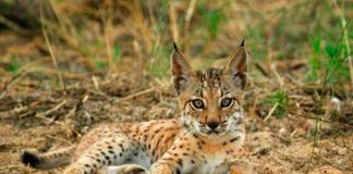 Lince ibérico, millar de ejemplares,primera vez, 20 años,