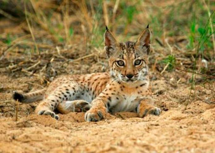 animal-5 Lince ibérico, millar de ejemplares,primera vez, 20 años,