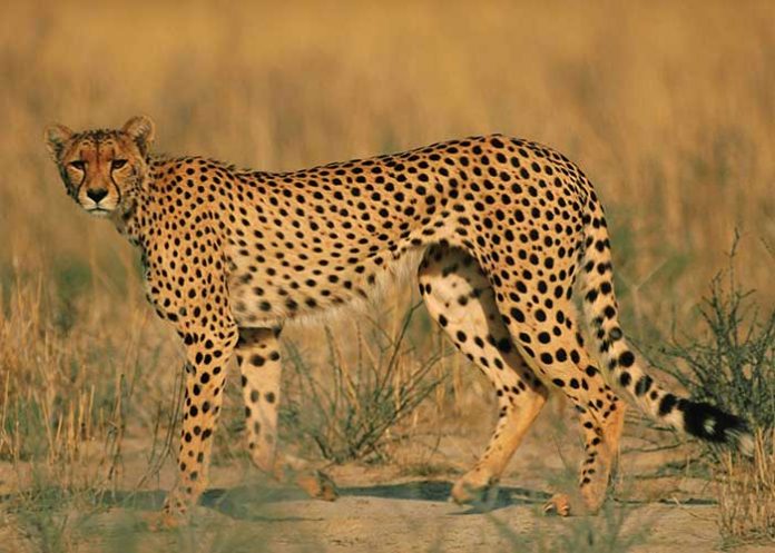 animal