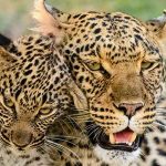 Se fugan tres leopardos de un parque Safari en China (VIDEO)