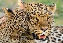 Se fugan tres leopardos de un parque Safari en China (VIDEO)