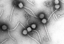 Este centenario ‘devorador de bacterias’ podría ‘jubilar’ a los antibióticos