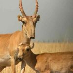 350 antílopes saiga, mueren durante tormenta eléctrica en Kazajistán asia, antilopes saiga, muerte, animales en peligro de extincion,