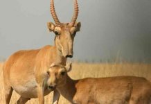 asia, antilopes saiga, muerte, animales en peligro de extincion,