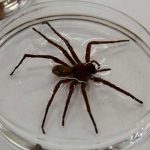 Nueva araña mexicana sorprende a expertos por su gran tamaño