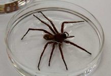 Nueva araña mexicana sorprende a expertos por su gran tamaño