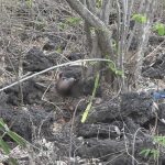 Encuentran cuerpo en estado de descomposición en Masaya