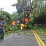 Caída de árboles obstaculiza vías en la Isla de Ometepe