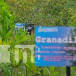 nicaragua, bilwi, bicu, universidad, arboretum,