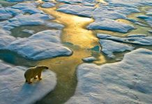 artico, calentamiento, cambio climatico, estudio,