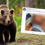 estados unidos, alaska, ataque de oso, animales,