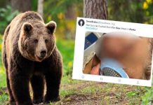 Hombre sobrevive a ataque de oso en Alaska estados unidos, alaska, ataque de oso, animales,