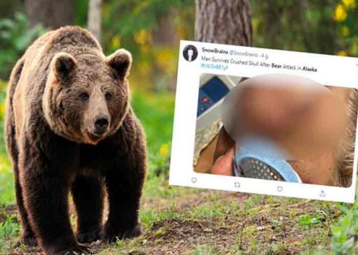 estados unidos, alaska, ataque de oso, animales,