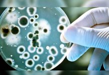 Bacterias sienten ambiente como los humanos y eso puede usarse para atacarlas