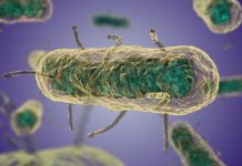 Científicos creen que nómadas introdujeron peste en Europa