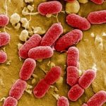 Alarma por bacterias resistentes a los antibióticos europa