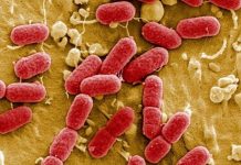 Alarma por bacterias resistentes a los antibióticos europa