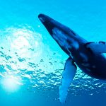 Ballenas y alta tecnología ayudan a sordos en República Dominicana