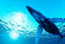 Ballenas y alta tecnología ayudan a sordos en República Dominicana