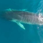 londres, ballena, animales,