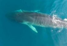 Rescatan cría de ballena perdida en el río Támesis londres, ballena, animales,