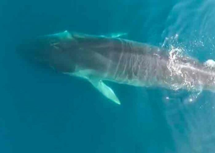 londres, ballena, animales,