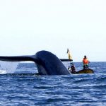 Se duplica número de ballenas avistadas en Pacífico mexicano