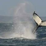 Dos ballenas en peligro de extinción ‘se abrazan’ nadando en el Atlántico (VIDEO) ballenas, estados unidos, video,