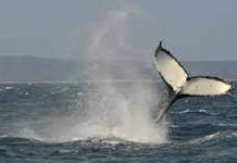 Dos ballenas en peligro de extinción ‘se abrazan’ nadando en el Atlántico (VIDEO) ballenas, estados unidos, video,