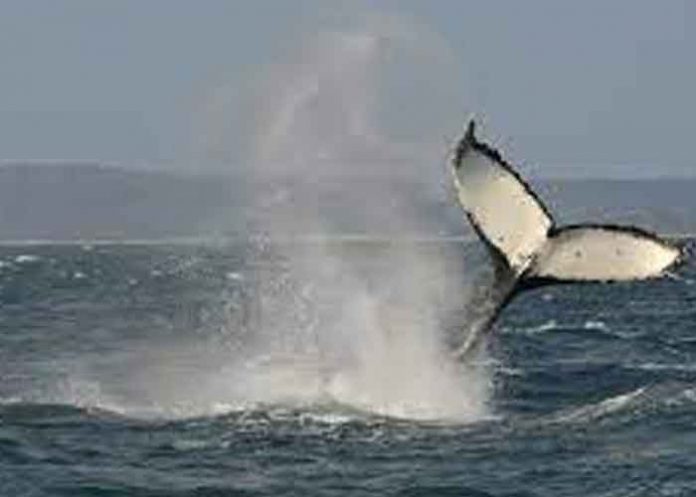 ballenas, estados unidos, video,