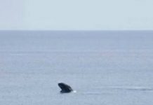 Avistamiento de ballenas en San Juan del Sur
