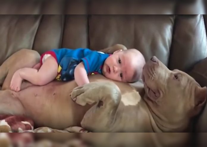 bebe-descansa-pitbull