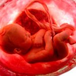 La sangre del cordón umbilical humano rejuvenece el cerebro