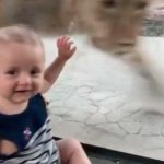 Video: Bebé triunfa con su reacción ante ‘ataque’ de león
