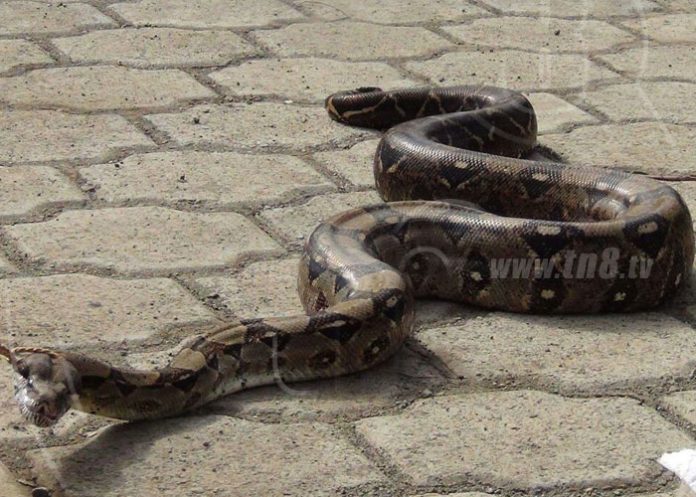 boa