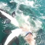 Video: Graban brutal ataque de orcas despedazando a ballena gigante
