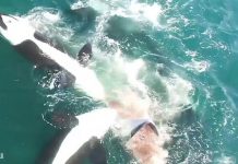 Video: Graban brutal ataque de orcas despedazando a ballena gigante