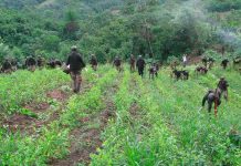 Destruyen primera plantación de coca en Honduras
