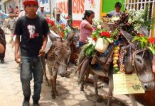 Nueva Segovia: Desfile de burros ataviados en su XIV edición es realizado