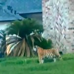 estados unidos, tigre, animales, medio ambiente,